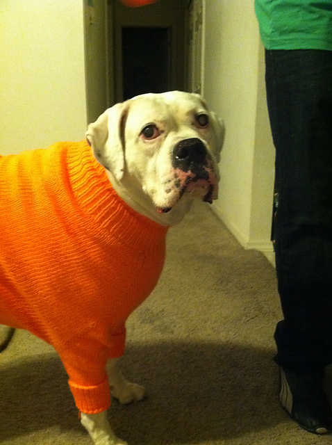 boxer dog sweater pattern