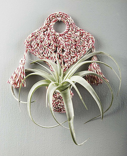 Air Plant Wall Hanger