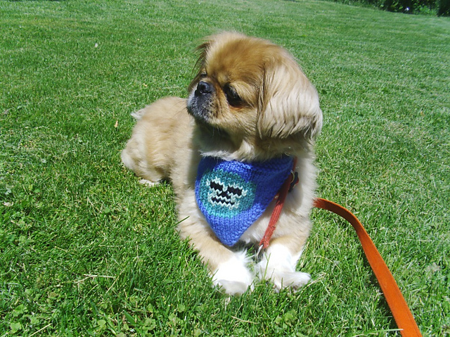 Wrestling Mask Dog Bandana
