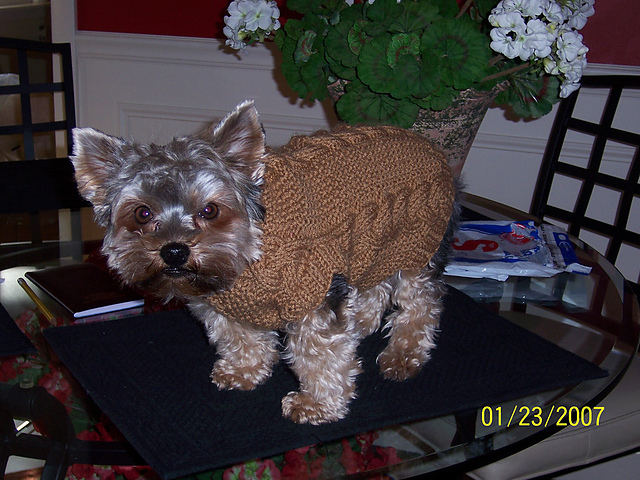 #06 Dog Sweater 