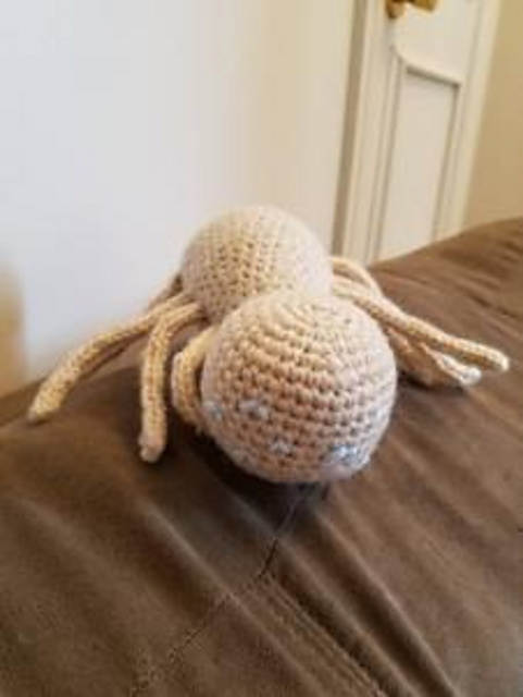 Donny's Spider Friend