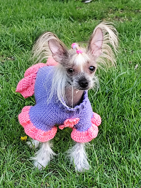 Ravelry: Dress for dogs pattern by Zanna Millere